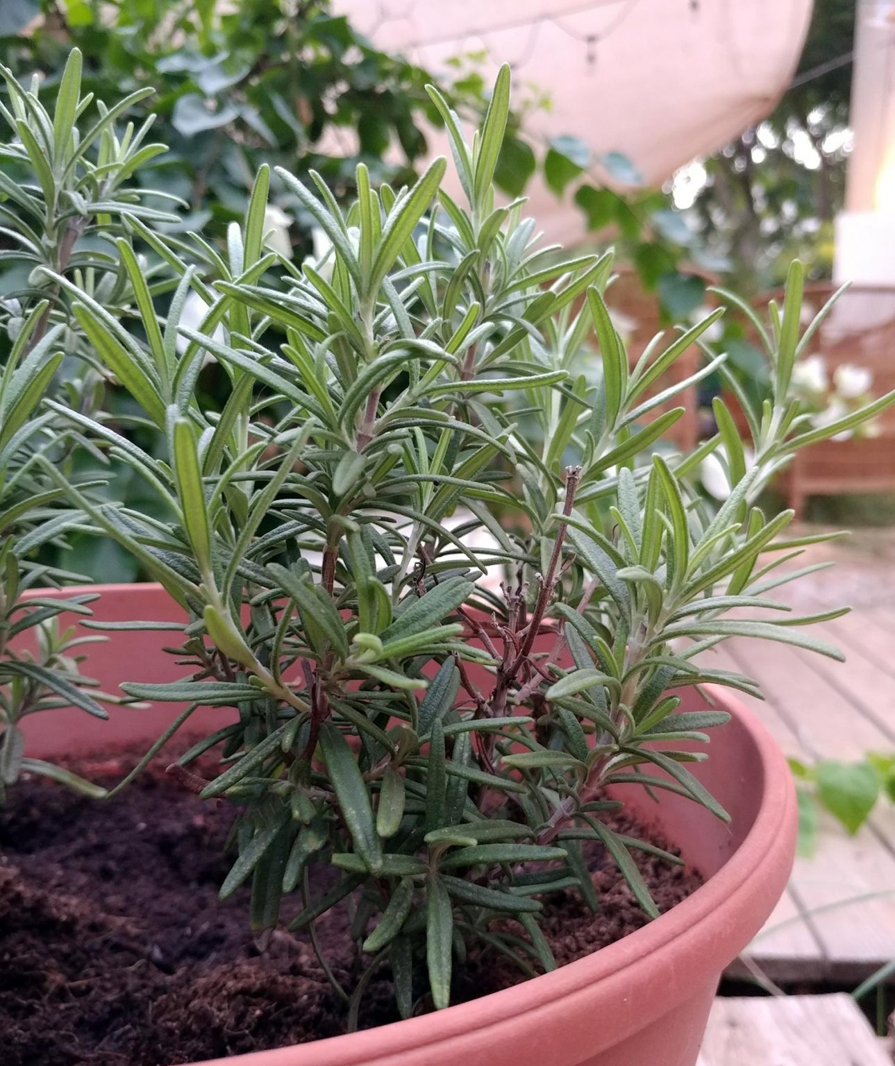 רוזמרין - צמח תבלין ים תיכוני, גידול שיח רוזמרין, גיזום והשקייה ...